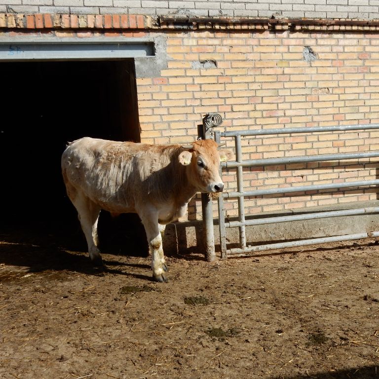 Une ouverture dans le toit : un accès au plein air ?