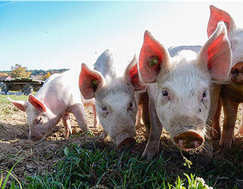 Weil Auslauf ein Grundbedürfnis ist