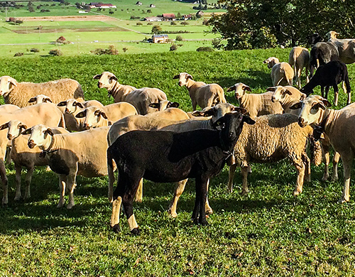 Weil Auslauf ein Grundbedürfnis ist