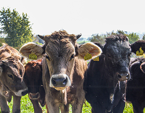 Weil Auslauf ein Grundbedürfnis ist