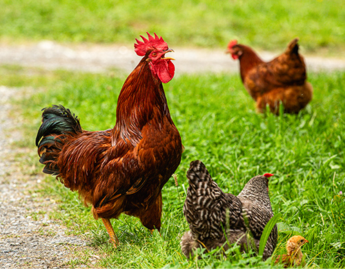 Weil Auslauf ein Grundbedürfnis ist