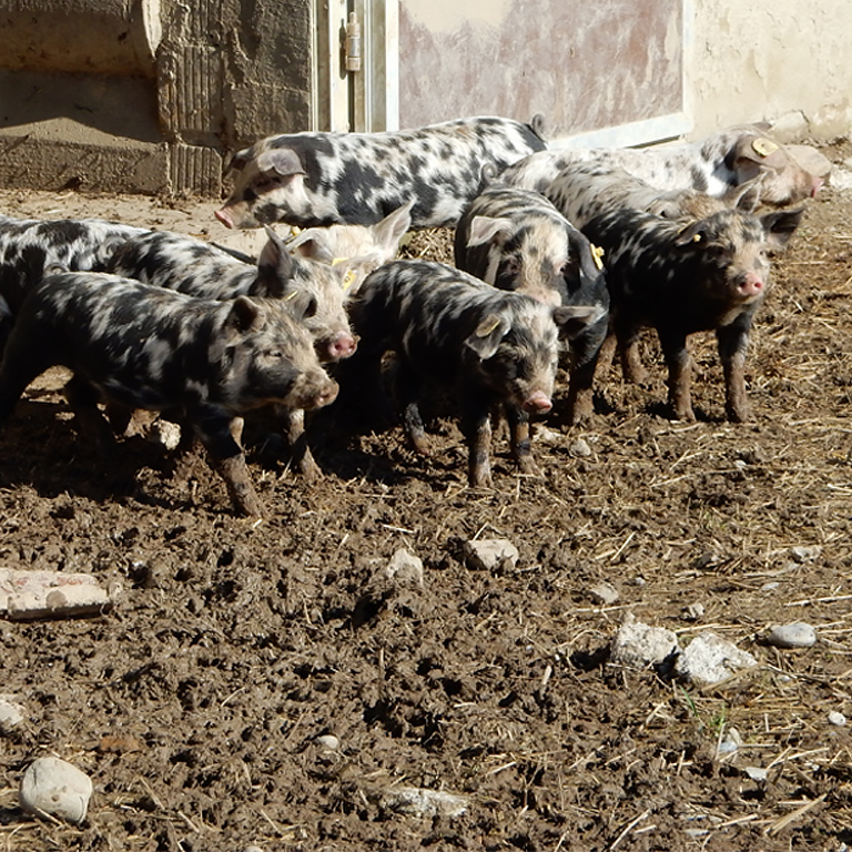 Une nouvelle initiative populaire demande que tous les animaux puissent sortir