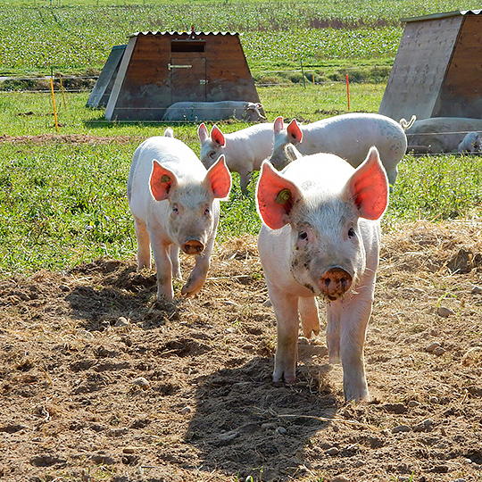 Vous préférez plutôt participer activement ?